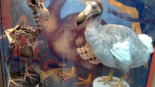 Could scientists resurrect the dodo bird?