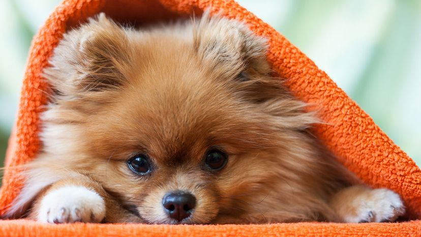 These are the smallest best sale known dogs in the world