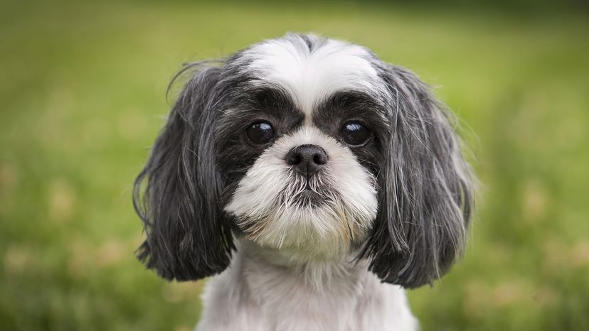 The Smallest Dog in the World (Plus the 7 Smallest Dog Breeds