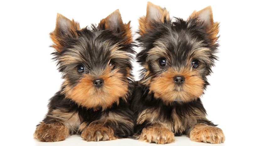 smallest dogs