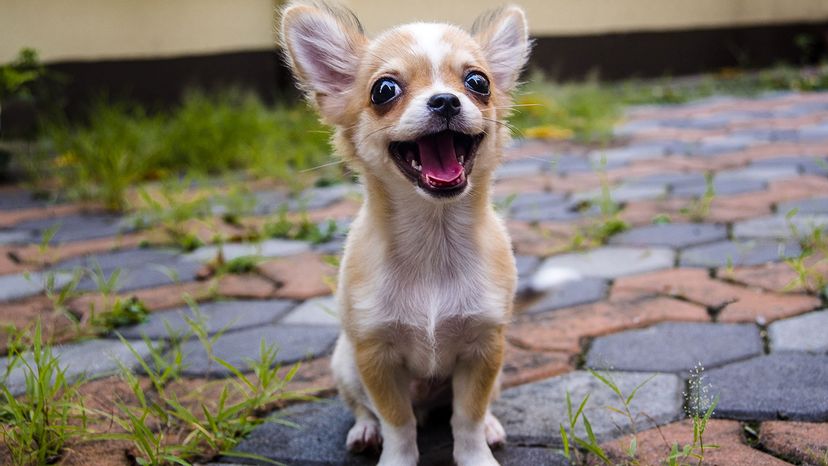 the most smallest dog in the world