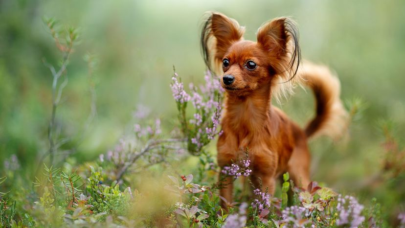 Name the smallest dog in hot sale the world