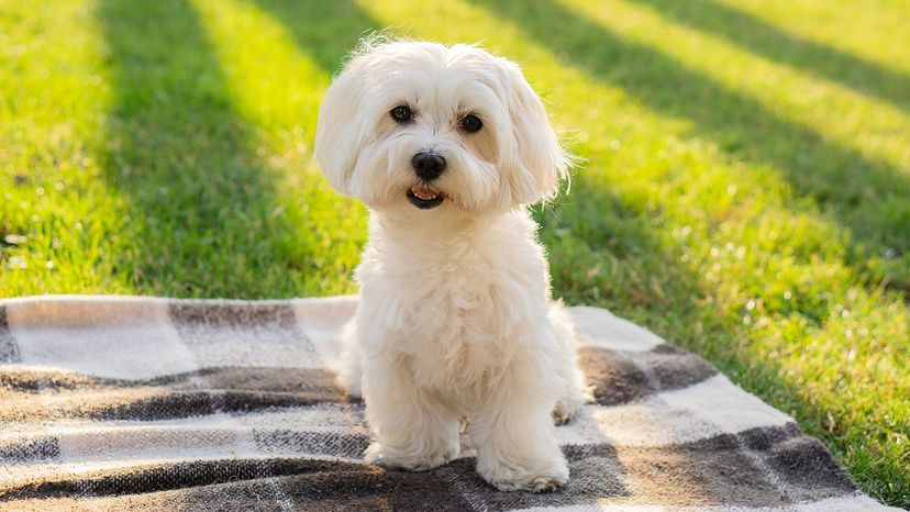 The Smallest Dog in the World (Plus the 7 Smallest Dog Breeds ...