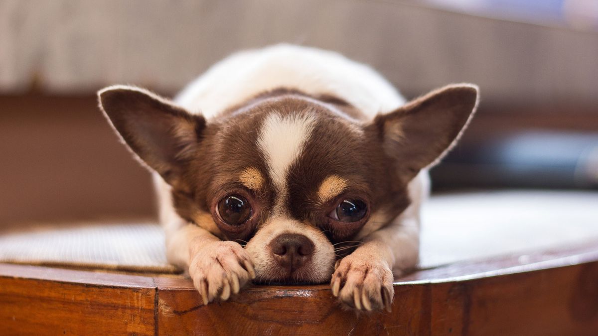 Smallest store adult dog