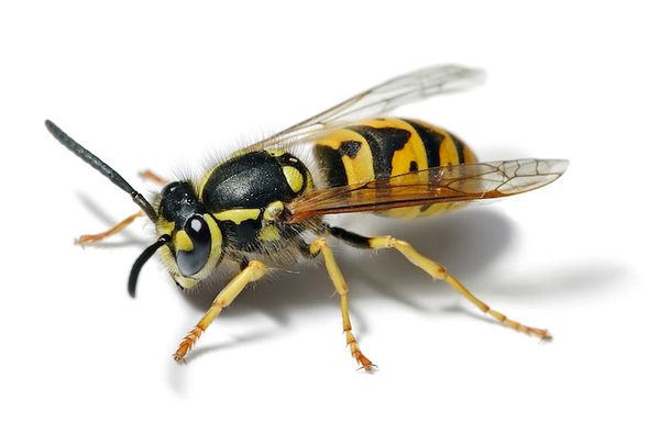 pests, yellow jacket