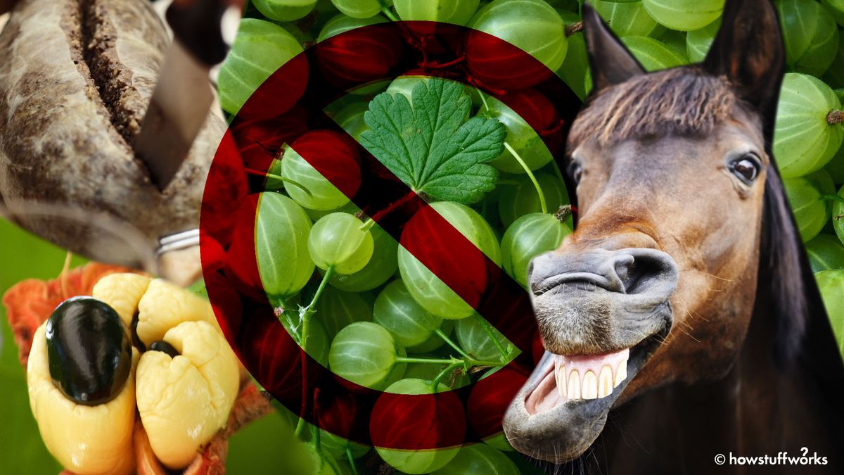Banned in the U.S.A 8 Foods You Can't Eat in America HowStuffWorks