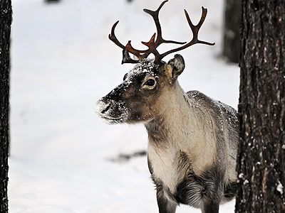 snowy caribou